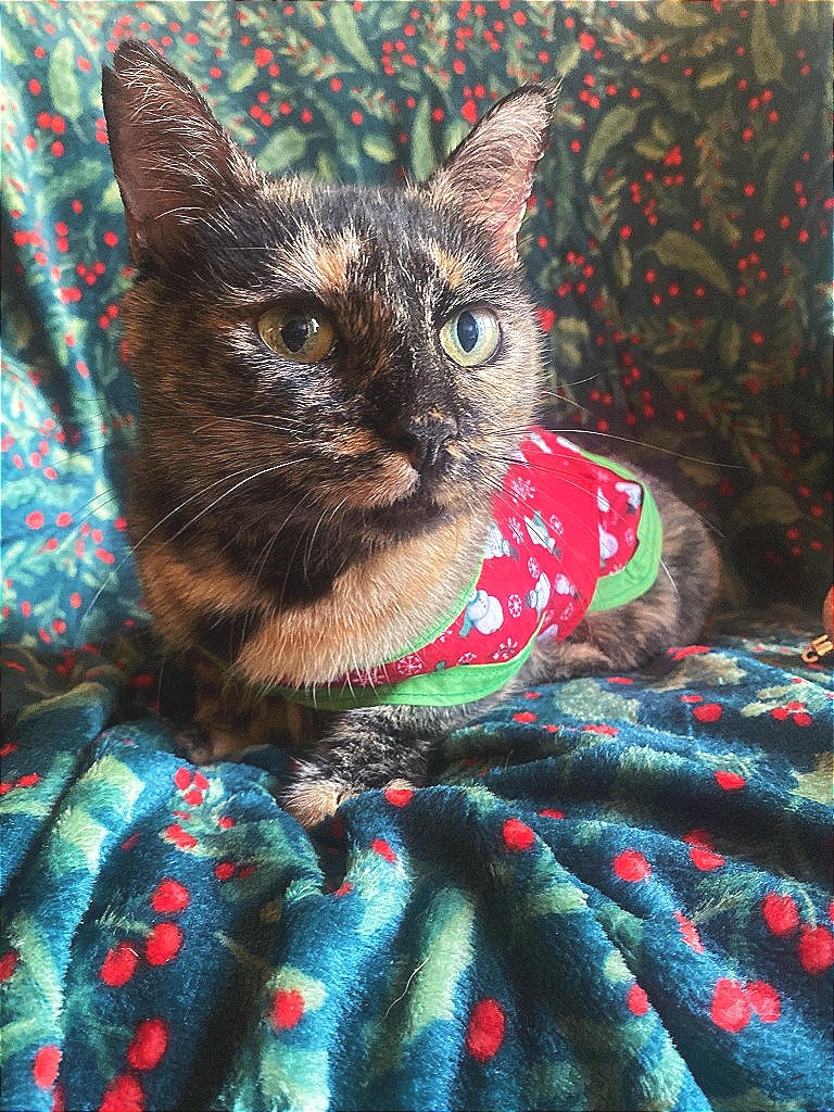 Long Way Home Adoptables tweet media