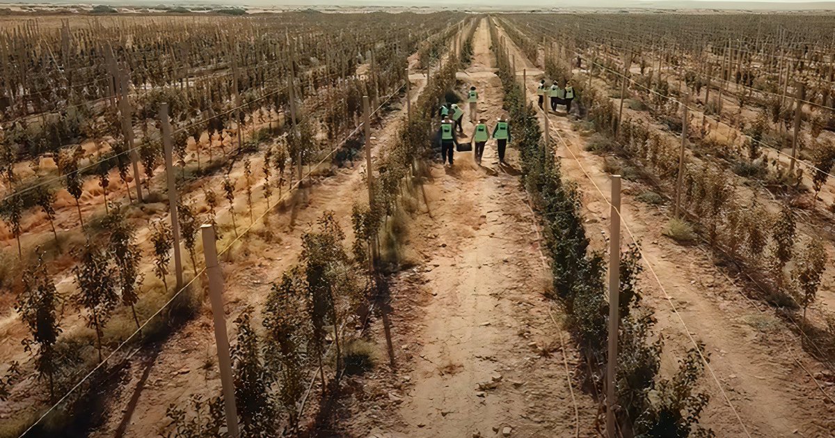 TheAlgiersPost's tweet photo. 🇩🇿| L'entreprise algérienne « Golden Drink » a lancé un vaste projet agroalimentaire dans les wilayas de #MSila et #Djelfa. L'entreprise a planté 1.2 millions d'arbres fruitiers, afin de produire localement des jus, concentrés, confitures et autres. #Algérie #Économie #Agriculture