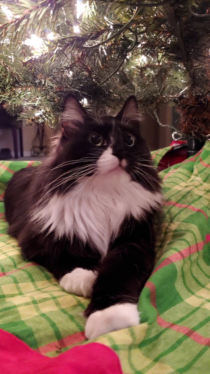 Lulu and I wish you a very merry and blessed Christmas!!🎄