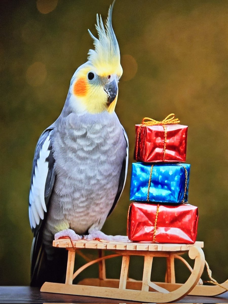 Dr. OMEB (@dr_omeb) on Twitter photo Merry Christmas!
From my family—and our cockatiel, Giuseppe Berdi—to you and yours, we wish you a joyful and peaceful holiday season. Here’s to making wonderful memories and soaring into the new year together!
#MerryChristmas #MerryChristmas2024 #happyholidays Merry Christmas!
From my family—and our cockatiel, Giuseppe Berdi—to you and yours, we wish you a joyful and peaceful holiday season. Here’s to making wonderful memories and soaring into the new year together!
#MerryChristmas #MerryChristmas2024 #happyholidays