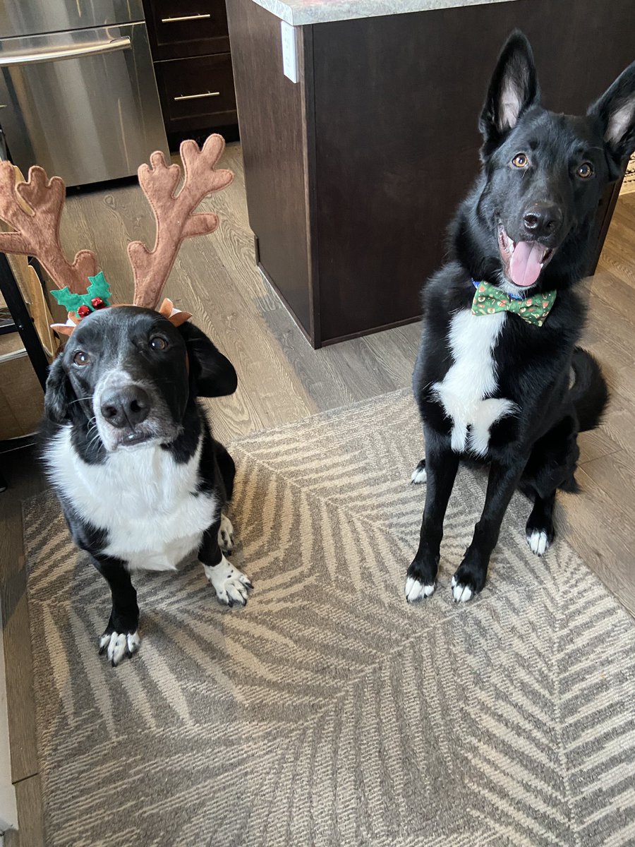 Happy Holidays from the boys.