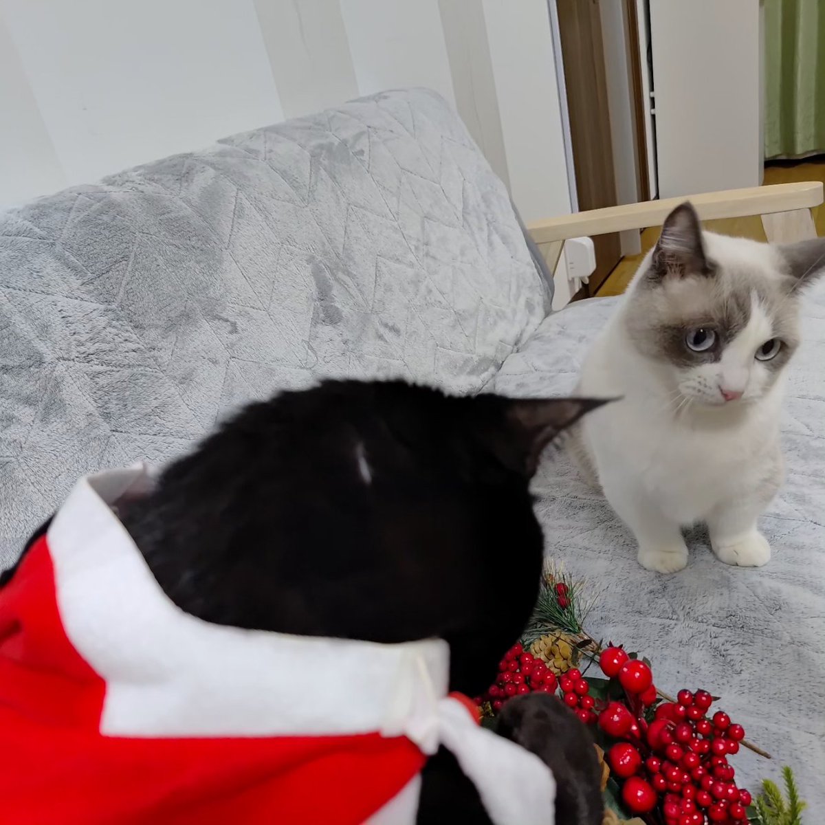 manny_253's tweet photo. クロロ君とフェイちゃんでクリスマス✨🎄✨
フェイは服を着れない子だから飾りと一緒にクリスマス気分

明日はシャルちゃん戻ってくるといいね(*´｀*)

#黒猫 #blackcat #マンチカン #munchkin #クリスマス #christmas https://t.co/pMpJGhniyn