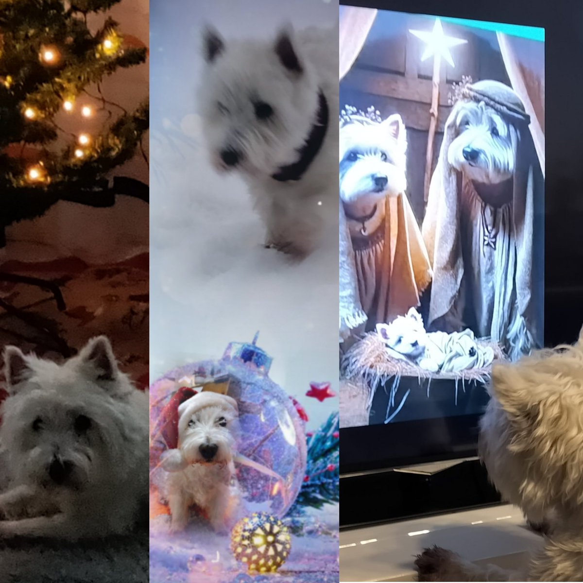 SimoWestie's tweet photo. Very #MerryChristmas2024 to all of you my friends❤️ https://t.co/yF8xbhDGAV