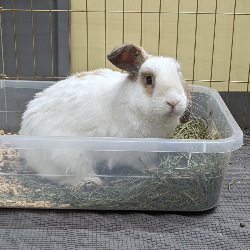 SSBunnyBoarding's tweet photo. We use clear storage tubs for our litter boxes, and they fit rabbits of all sizes quite well! #ssbunnyboarding https://t.co/nGYnf64MkI