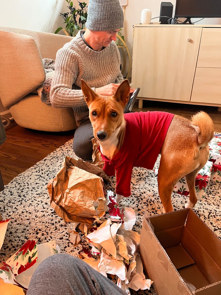 iconforhire's tweet image. Flicka wishes everyone who celebrates a Merry Christmas today and all the wrapping paper you can chew on to all the #iconarmy dogs! 🎄

A very Happy Holidays to all from Shawn and Ariel. ❤️