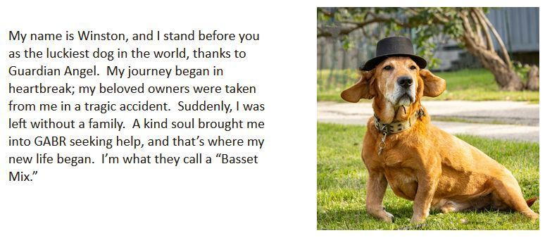 GABR_Bassets's tweet photo. Aarrhhoooo! The #Basset Hounds of GABR need your financial support more than ever. Four years ago our average rescued Basset cost $600. This year, that average cost is approximately $1,300! Please donate to help GABR #RESCUE more #Bassets like Winston https://t.co/ggOBJdexgY 🧵 https://t.co/uqdF4UjfyB