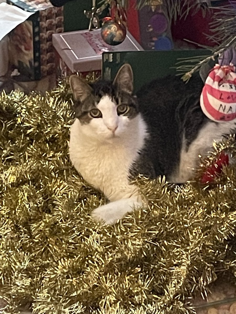 Merry Christmas, everyone! 🎄The vet predicted that my beautiful boy wouldn’t make it until Christmas. Stefan apparently didn’t get the memo because he’s doing great!