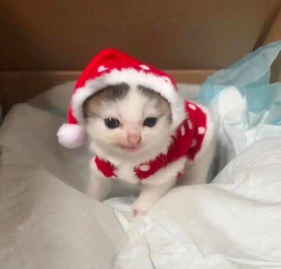 Merry Christmas my gremlins 🎄