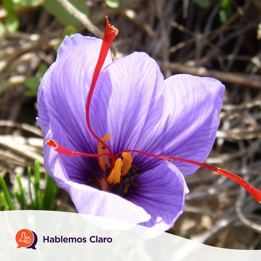 HablemosClaroMx's tweet image. Las especias aromáticas son reconocidas por otorgar aroma y sabor. Sin embargo, el azafrán también da un color característico a los platillos. ¿Sabes cómo es el proceso para obtenerlo? buff.ly/49s5Mmm #Azafran #Especias #DietaCorrecta #AlimentosProcesados