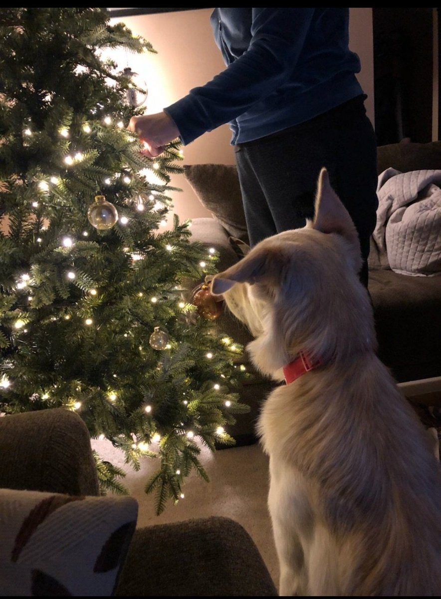 ❄️🎄🎅❄️🎄🎅❄️🎄🎅❄️🎄🎅

Merry Christmas, everybody.
Here is a Harley flashback from a previous year. I'll be sharing a fresh Grayson photo later after he gets up. I wish each and every one of you a day filled with love, hope, and joy.

#ChristmasDay
#Wednesday