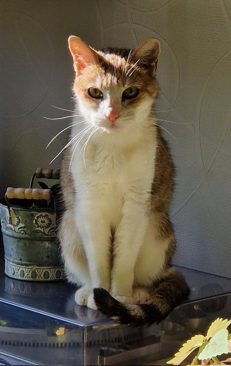 Thierry Le Chat tweet media