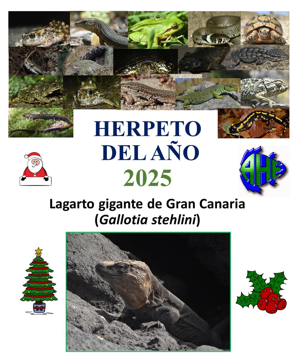 Herpeto del año 2025: lagarto gigante de Gran Canaria