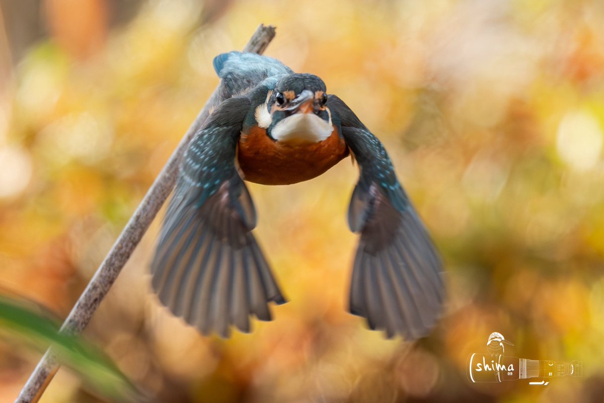 shima12041204's tweet image. カワちゃん🐥✨

向かってきた💦

α1 Ⅱ
AIAF被写体認識　鳥　瞳と頭

#SONY
#α1II 
#sel600f40gm
＃カワセミ