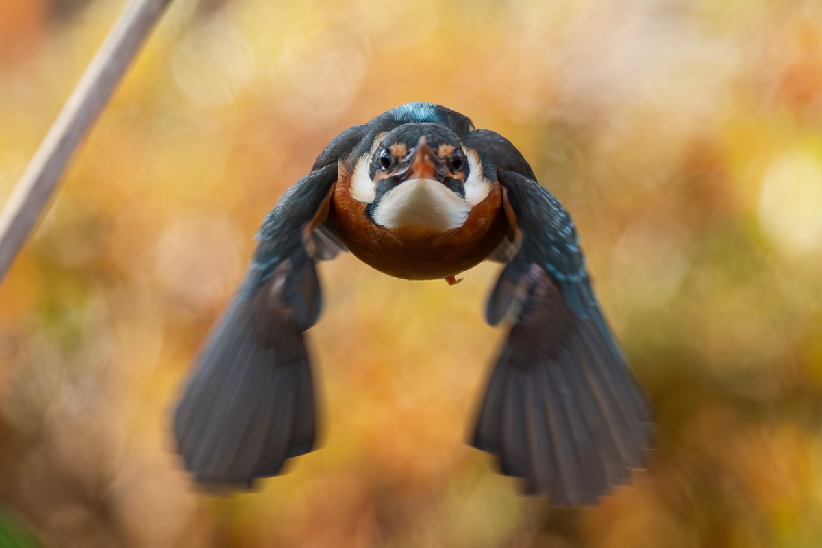 shima12041204's tweet image. カワちゃん🐥✨

向かってきた💦

α1 Ⅱ
AIAF被写体認識　鳥　瞳と頭

#SONY
#α1II 
#sel600f40gm
＃カワセミ