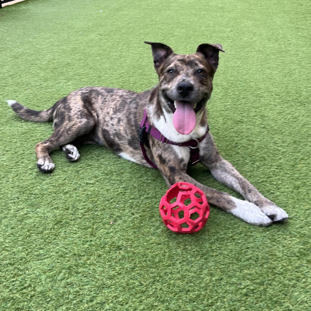 CityDogsRescue's tweet photo. Adoptable Sally LOVES her toys, 💜LOVES to snuggle, and LOVES car rides! 

Spread the word to find Sally a home with just as much love for her.

Apply today to adopt Sally: https://t.co/0FMWSZGhWN 🐾

#DCDogs #DogsofDC #AdoptSally https://t.co/IGoywAcKi5