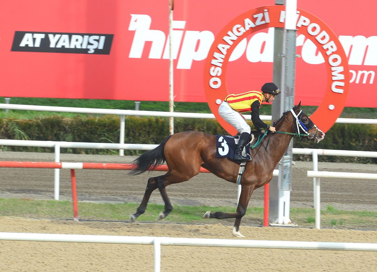 Hisar Stud tweet media