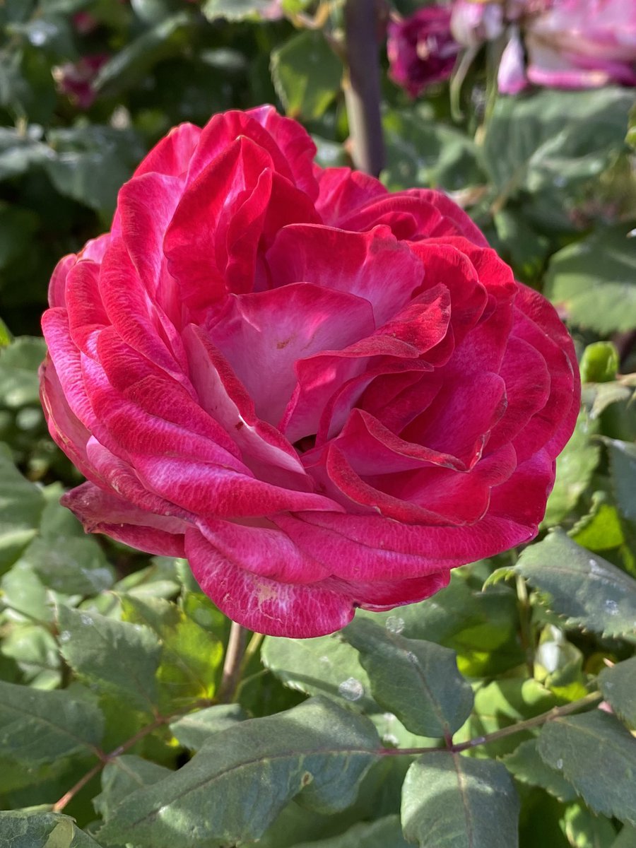 kathy_husser's tweet photo. Wishing everyone a #MerryChristmas and hope you can enjoy the outdoors today! #RoseADay #flowers 🌹🎄♥️ https://t.co/Z19WH16x0X