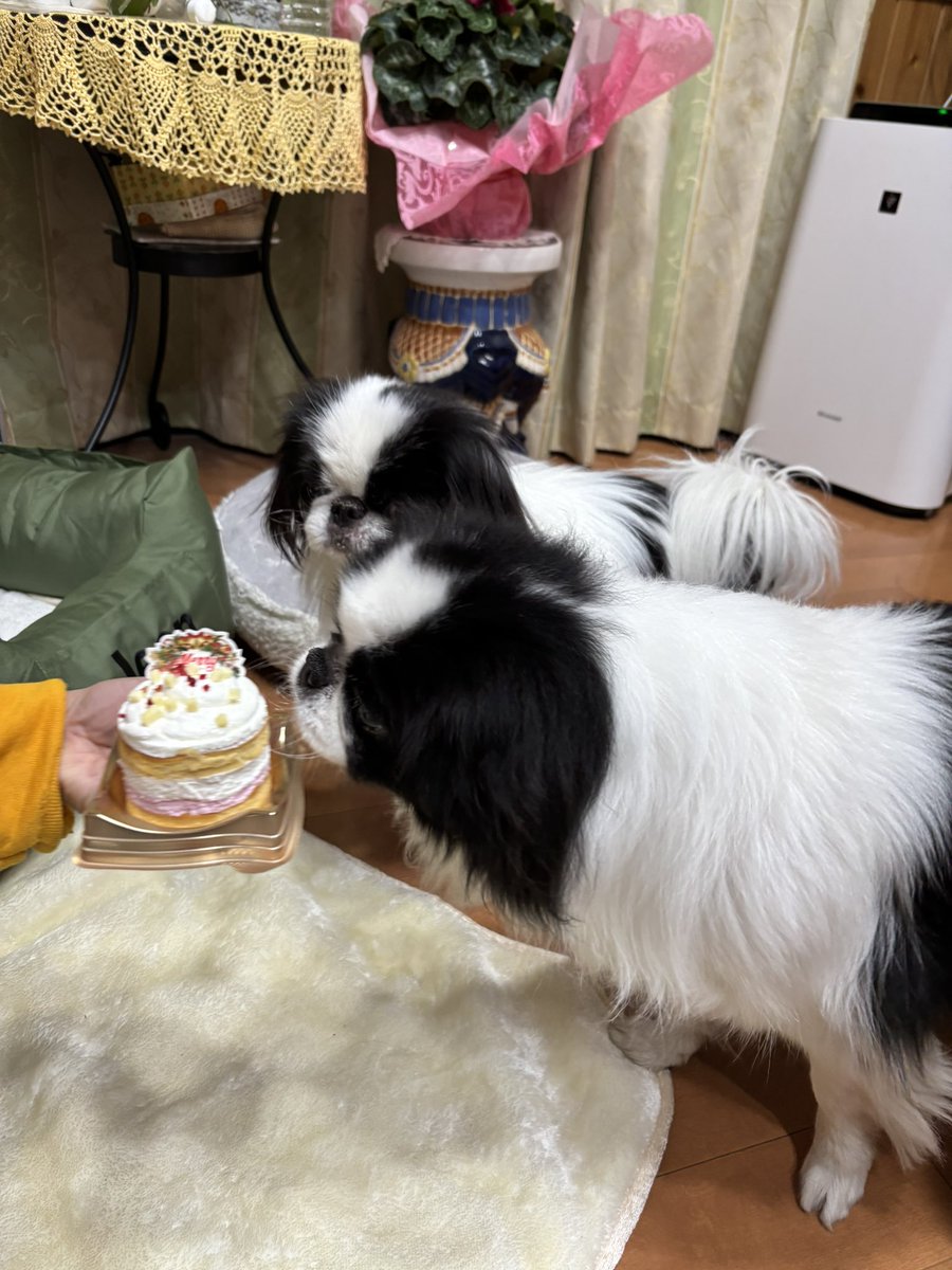 15to5syuin's tweet photo. メリークリスマス🎁
今年は去年より大きめのケーキでお祝いです！おいしかったらしく食後なのにペロリと食べきっちゃいました！ https://t.co/FV2feeS07A