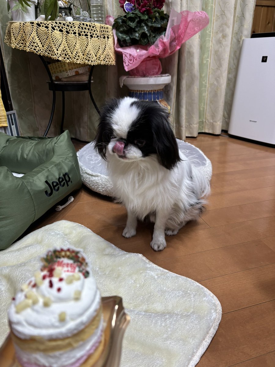 15to5syuin's tweet photo. メリークリスマス🎁
今年は去年より大きめのケーキでお祝いです！おいしかったらしく食後なのにペロリと食べきっちゃいました！ https://t.co/FV2feeS07A