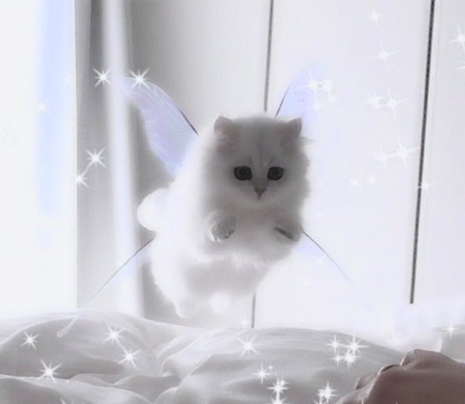 sheepbabu's tweet photo. 내 천사냥이 🪄₊˚⊹♡ https://t.co/CJ7ErxzyzI