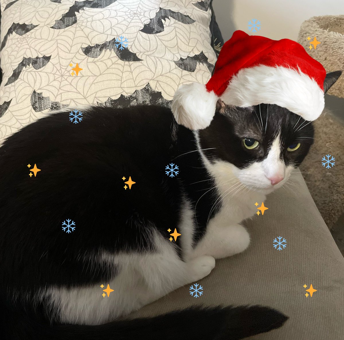 Alice Crow is writing ✍🏾 tweet media