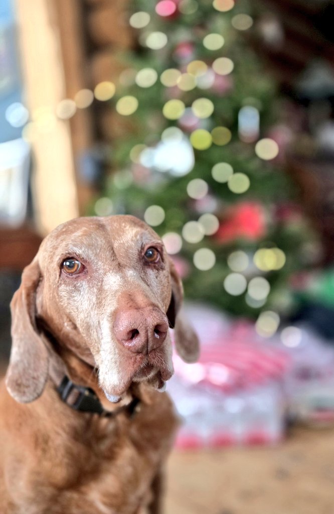 Kanethedane10's tweet photo. Merry Christmas from brudder Chester!🎄 #dogs #dogsoftwitter #dogsofx https://t.co/PESSnlDqyJ
