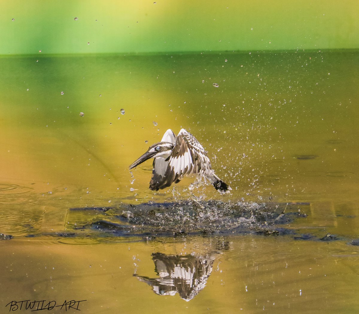 bhaveshthakkar1's tweet photo. Pied KF can consume prey without returning to perch, often manipulating subject with its bill and swallowing in flight
https://t.co/5Pq9ZVbFKV
#Kingfisher #BirdsOfTwitter @IndiAves @natgeowild @NatGeoPhotos @Canon_India #photograghy #NaturePhotography #yourshot https://t.co/H04ips5r0s