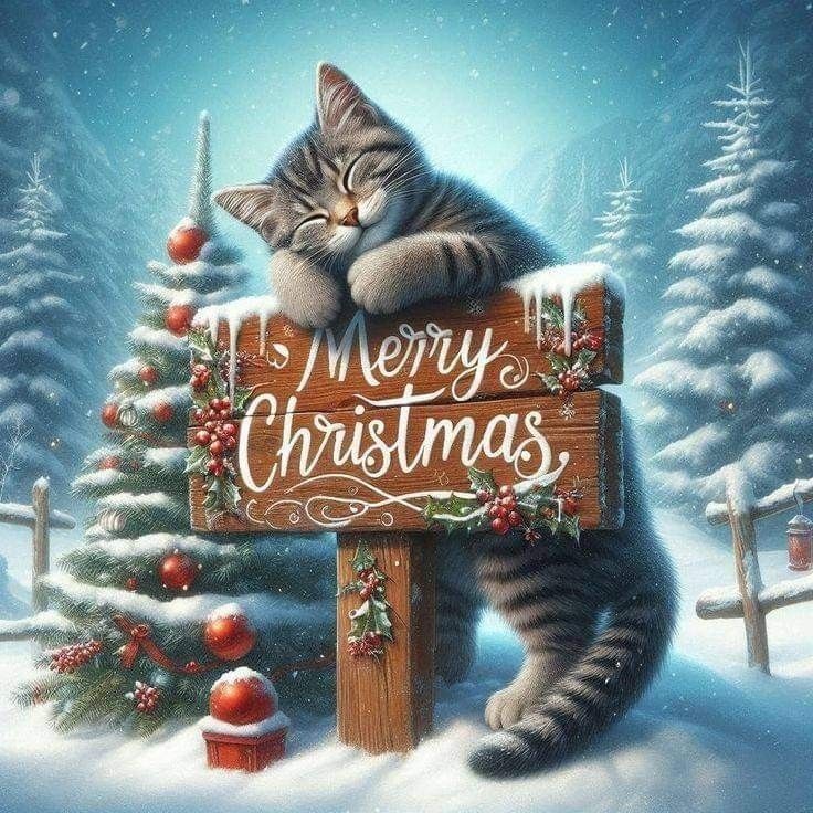 Highlandqueen73's tweet photo. Merry Christmas!! 🎄🎅🎁
#Christmas2024 #ChristmasDay #ChristmasMorning #christmas https://t.co/z9amZJJrTD