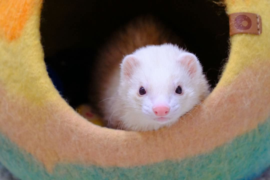 Merry Christmas and happy 2nd Birthday to Mocha! 

Mocha has Disseminated Idiopathic Myofasciitis aka DIM, he has been in remission for almost an entire year after he was initially diagnosed in Oct 2023. We are thankful every day to have him with us