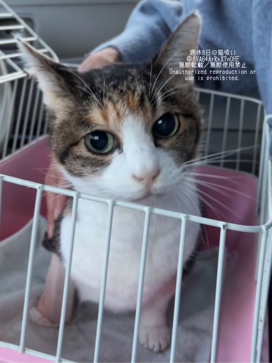 週休8日の猫吸い (@8VA64ArRkX7nOHE) / Posts / X