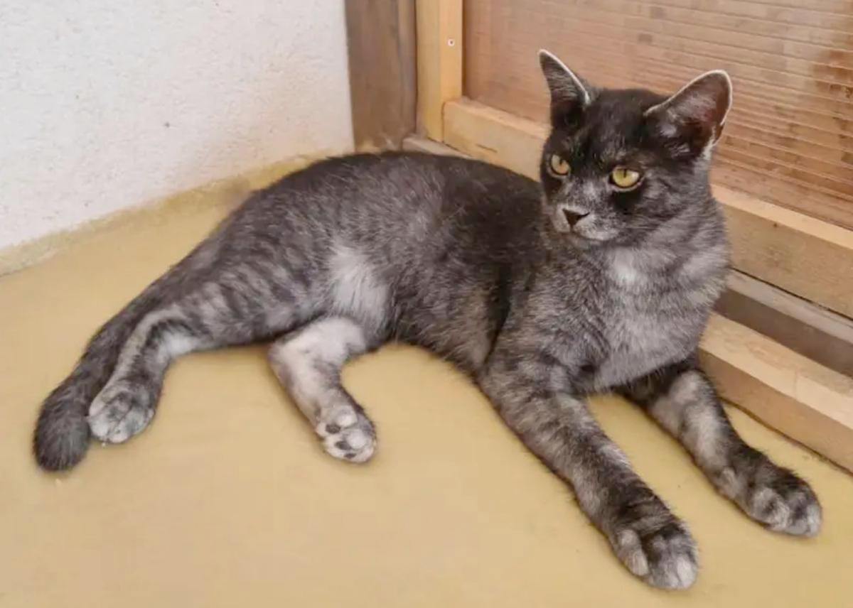 Ayat53510's tweet photo. Real wolf cats appeared in Romania. This breed is called the Transylvanian cat.

It has not yet received official recognition. This will happen in two years, when the fourth generation of "wolf cubs" will be born. https://t.co/YVBjgPJqLE