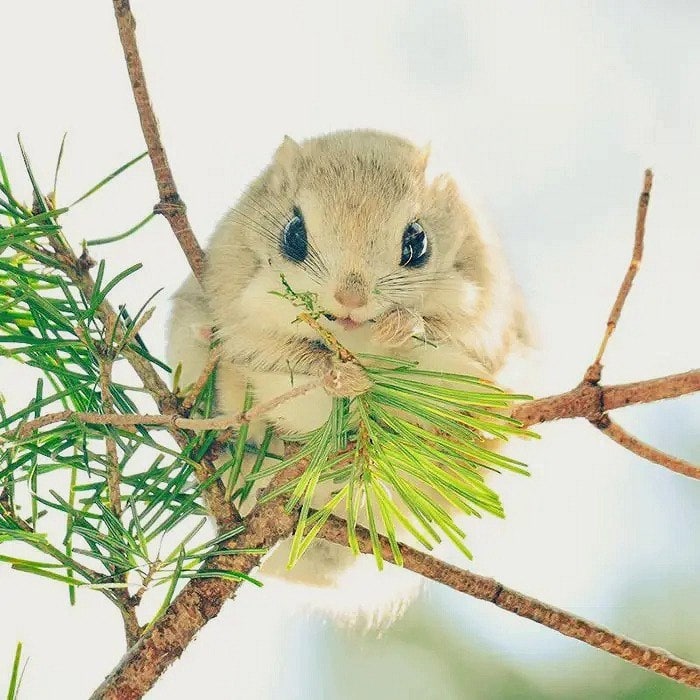 Ayat53510's tweet photo. Some cute pictures of Momonga or the Japanese flying squirrel
😍😍😍 https://t.co/QeHrxxYaOC
