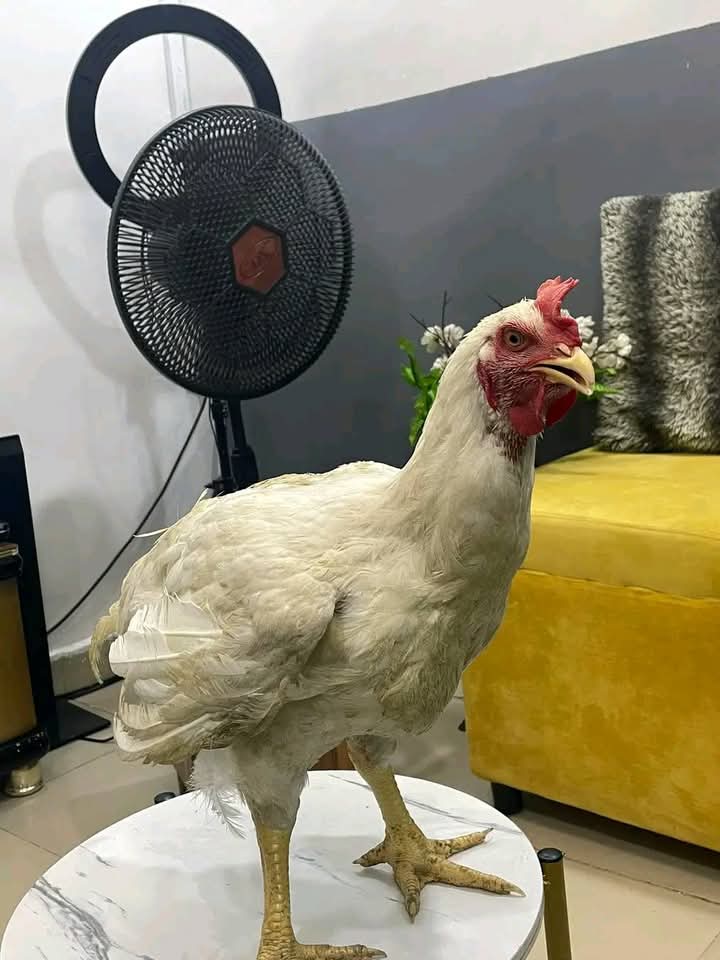 Shaggy7__'s tweet photo. 30k chicken supposed feel at home 🏠 https://t.co/zZUMvL6Mu3