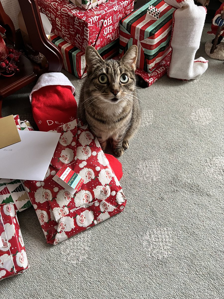Merry Christmas. This is my four year old tabby cat called Tilly. I call this, I am guarding my gifts and if you come near them. Do so at your own risk!

She has been fascinated with the wrapped gifts this year!