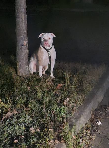 yolandaschultes's tweet photo. Hettstedt
Dieser Hund wurde an Heiligabend angebunden an einem Baum in Hettstedt Parkplatz Saigerhütte gefunden.
Bitte um Hinweise, wenn jemand was weiß oder den Besitzer kennt.
+49 176 45720765
tierheim-eisleben@online.de https://t.co/jSktsH3UNh