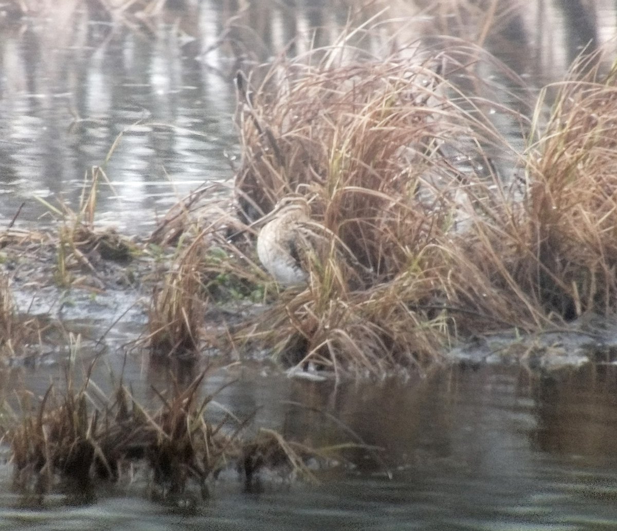 Andrew James tweet media