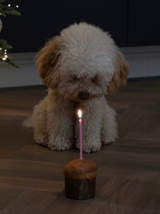 happy birthday to alamat's bunso, <a href="/JaoPaoJaoPao/">Jaowie Wowie</a> ! 🍰♡ ༘*.ﾟ🧸