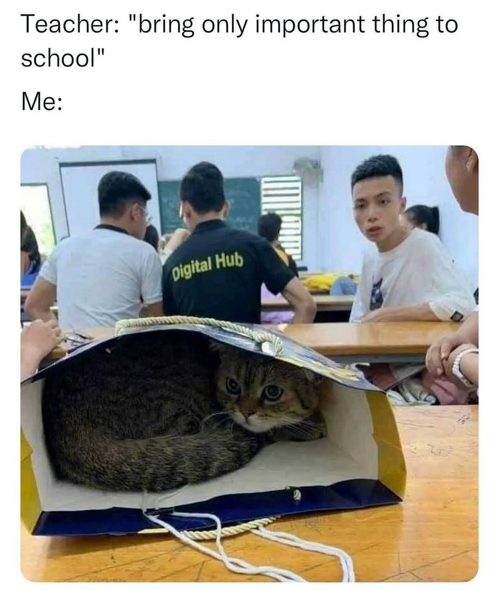 contents that ll heal your depression 🌻 (@catshealdeprsn) on Twitter photo 