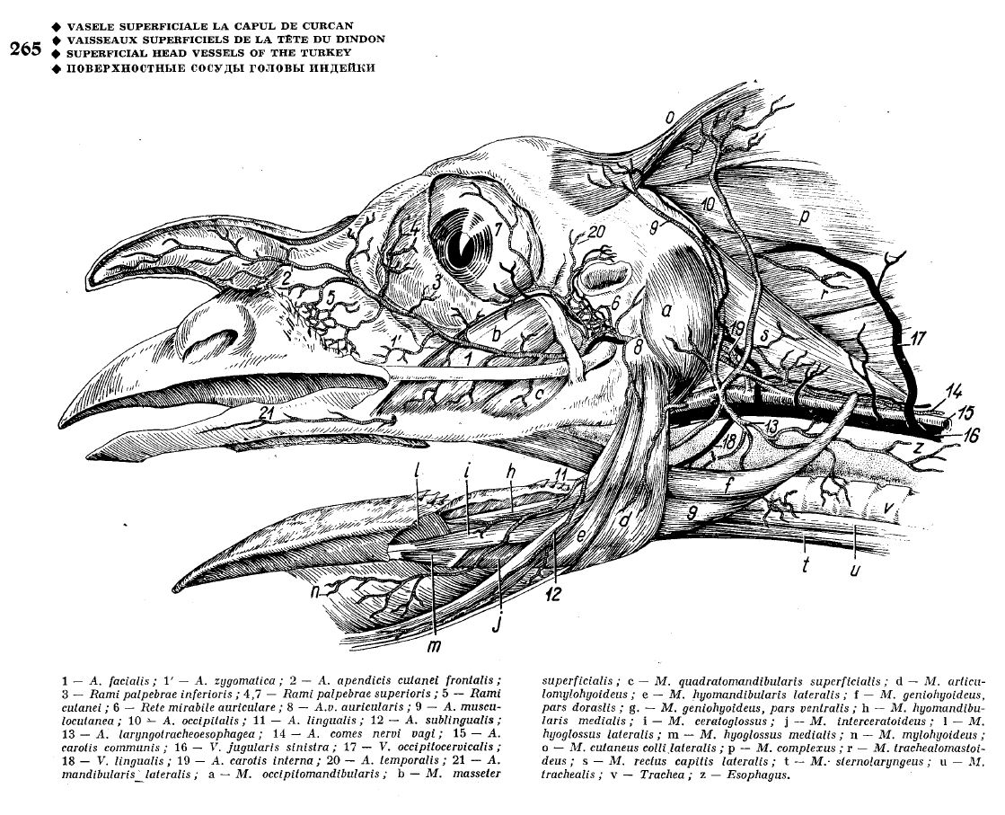 Happy Holidays to all! Here’s a little 🎄 gift for those who enjoy the anatomy of extant animals: a PDF of a really great atlas of avian anatomy (Ghetie 1976)—bit.ly/3rs3xrA. 

For the story behind this PDF, check this out: bit.ly/4gPt6Nr.