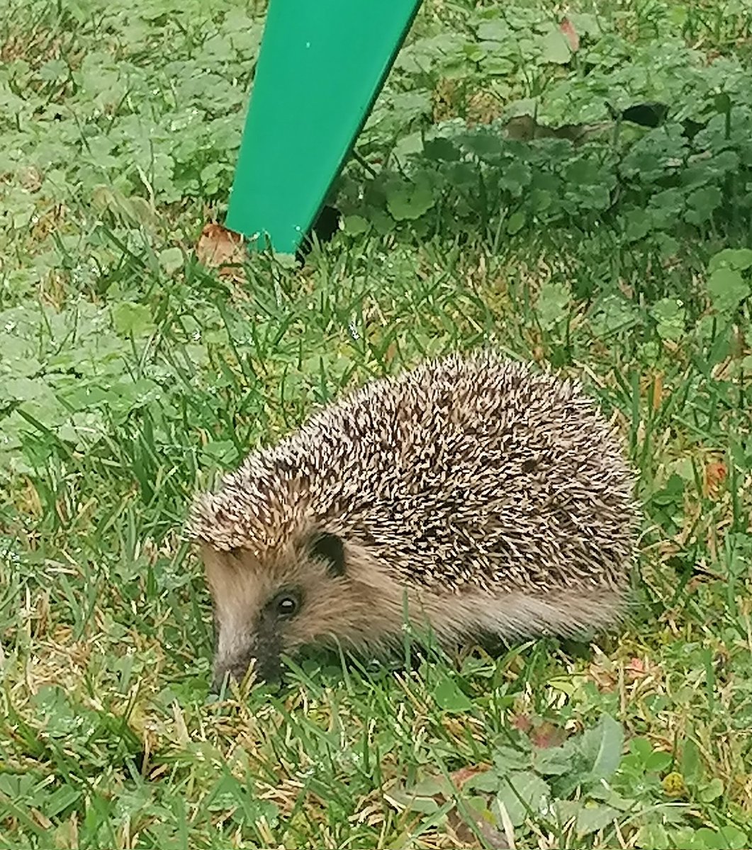 CourtotChristi2's tweet image. #Hérisson de Noël dans le p'tit jardin à #lunion #HauteGaronne
🌲🎅
On a mis de l'eau et des croquettes
Mais ce sont les pies qui viennent les manger. 😐