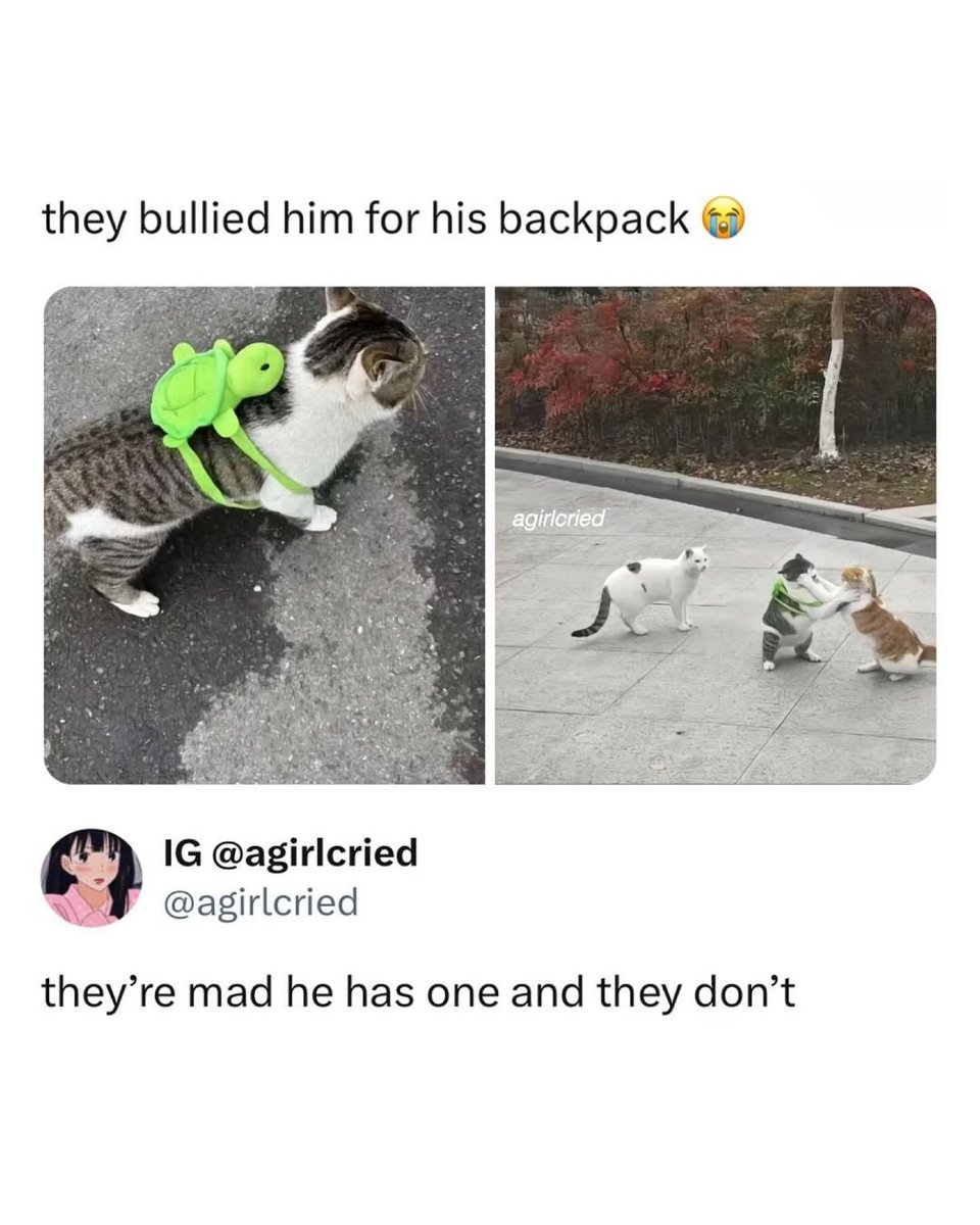 contents that ll heal your depression 🌻 (@catshealdeprsn) on Twitter photo 