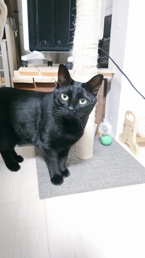 爪とぎのゴミついてる🐈‍⬛