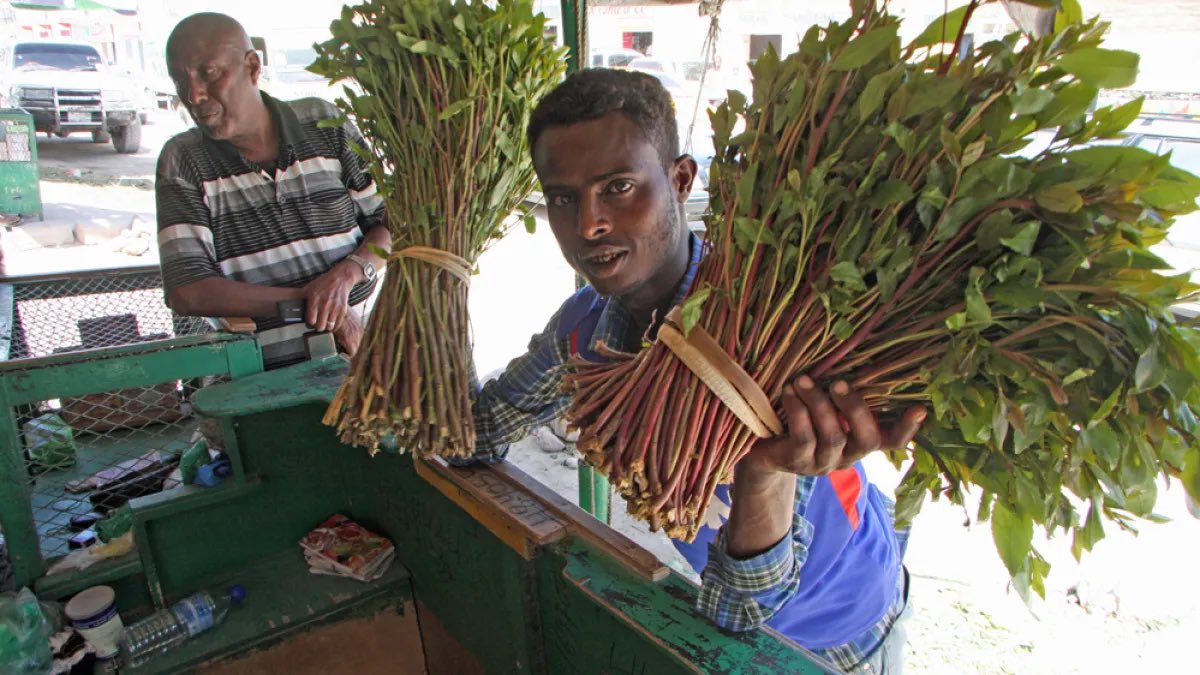 Jigjigamedia's tweet photo. Somaliland youth are advocating their government to stop Khat/ Jaad from Oromia Ethiopia ๐ช๐น. I donโt support this idea,because this will hurt poor farmers in Oromia which has nothing to do with president #Mustafe of Somali region who is committing war crimes in #Dawacely village against Isaaq tribe civilians. I am advising president @ShimelisAbdisa to speak with the federal government about war between Isaaq tribe in Ethiopia and Liyuu police who are supporting Ogaden tribe to grap more more land by using the government resources