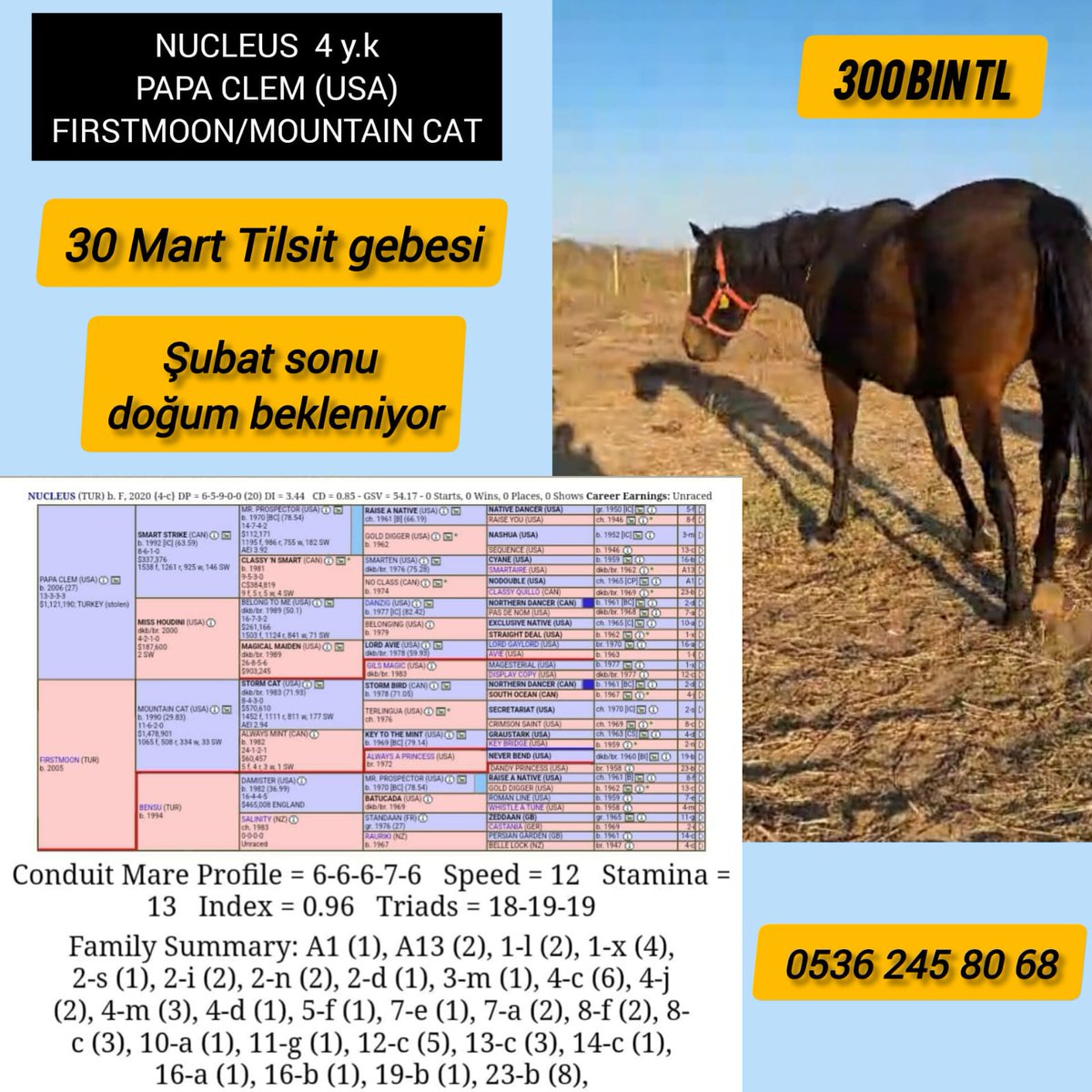 MetinMfg's tweet photo. https://t.co/SZc06maXRo 30 Mart #Tilsit Gebesi #PapaClem kızı damızlık #vamitalip #İdmanda #KoşanAtlar #TercihliKısraklar #GebeKısraklar #ArapTaylar #İngilizTaylar #Yearling #ArabianHorses #Stallion #Tjk #Tigem #PansiyonHara #Hipodrom #hara #Çiftlik #TaySatış 0536 245 80 68 @varmitalip @AtcilikKtp