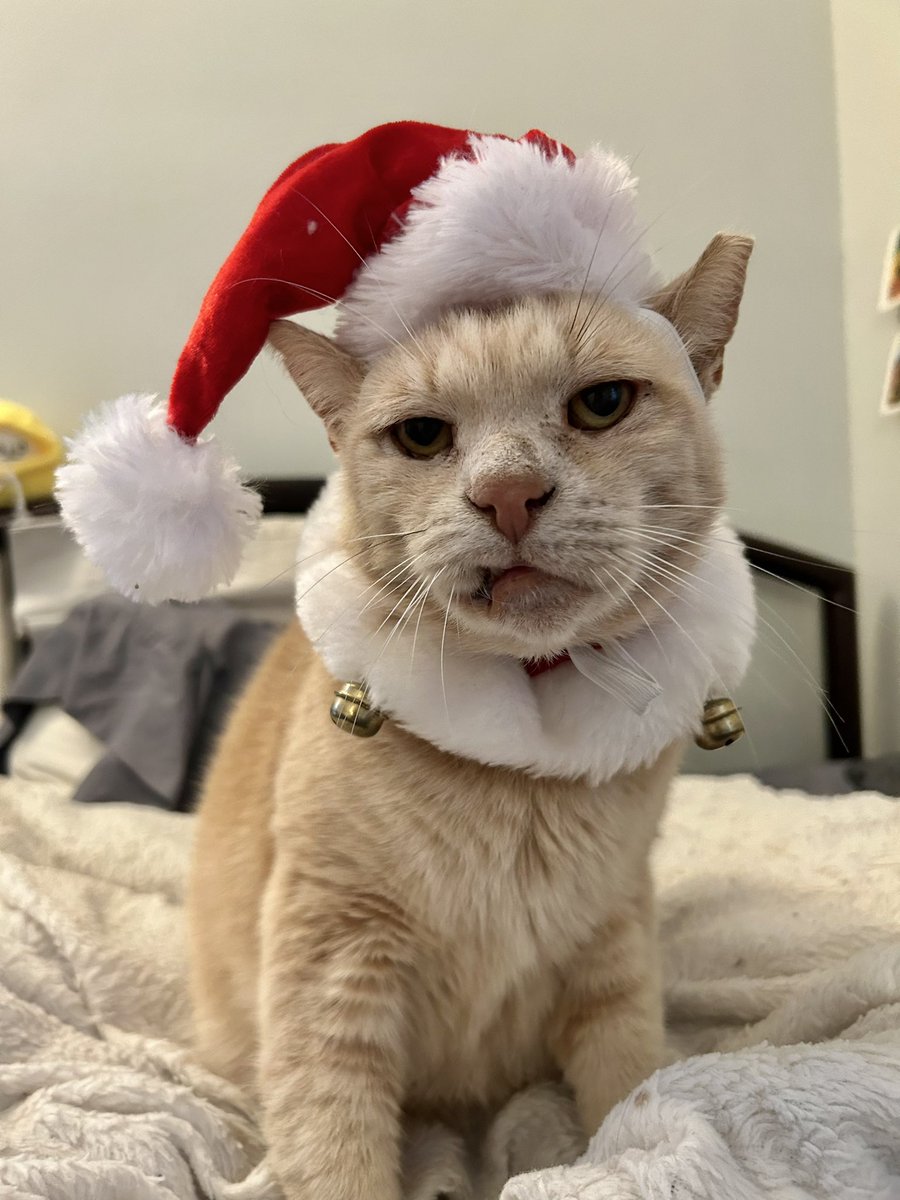 CHISTMAS !!!!!!!!!!!!!!!!!!