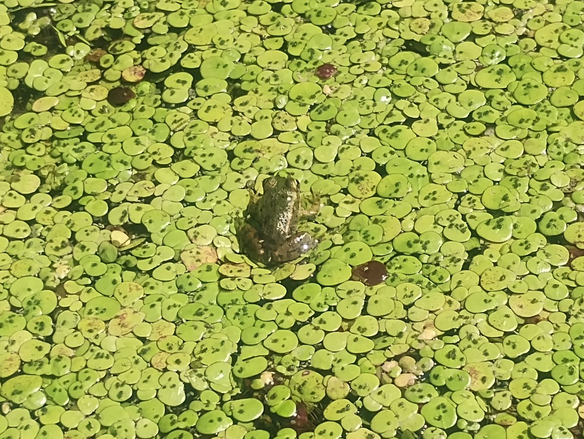 A close-up of a #plant community, monodominated by Spirodela polyrhiza in #Bulgaria. THis is a small aquatic plant, forming dense communities on the surface of various waterbodies. Many creatures like to chill around it like this frog. #bees  use it to be as a way to drink water.