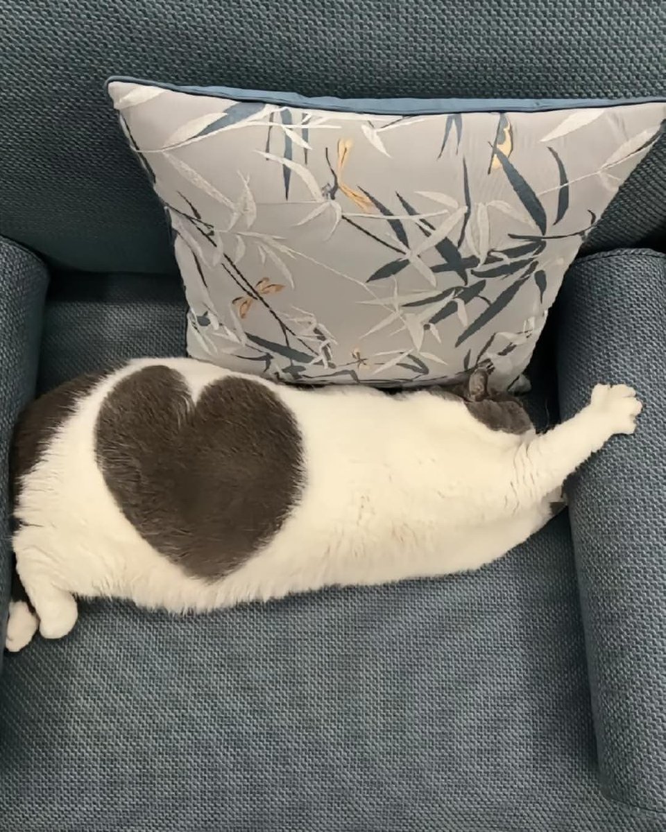 WeAssessCats's tweet photo. 💜 https://t.co/xHOIjCxXHZ
