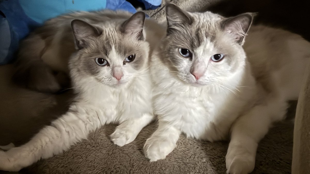 今年もあと少しだにゃ…