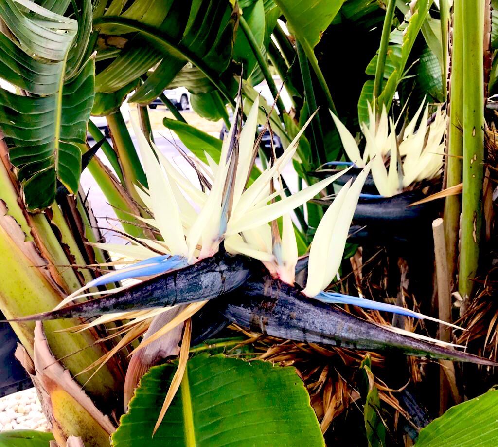 EileenPCarry's tweet image. The more we notice at  #heart the who of what we think we could possibly be, the more of ourselves we begin to see with our eyes. 
#Mindyourthoughts .. by speaking to yourself with #respect, and take nothing less from others, and give nothing less back to #life. 

#Flowers are