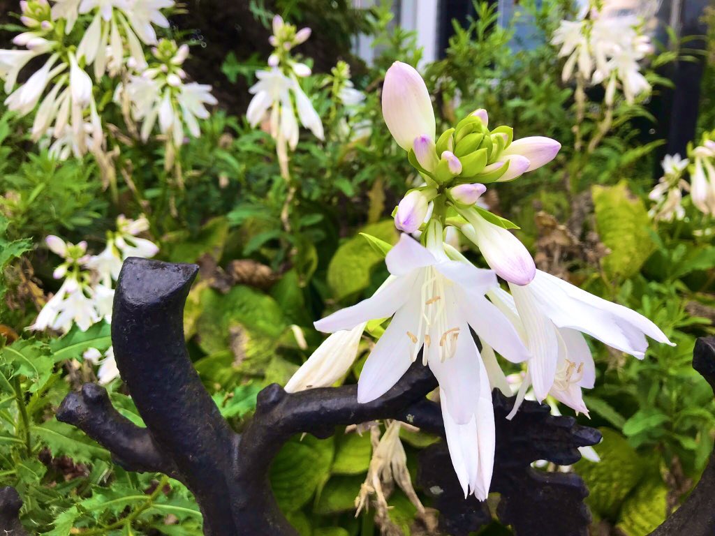 EileenPCarry's tweet image. The more we notice at  #heart the who of what we think we could possibly be, the more of ourselves we begin to see with our eyes. 
#Mindyourthoughts .. by speaking to yourself with #respect, and take nothing less from others, and give nothing less back to #life. 

#Flowers are